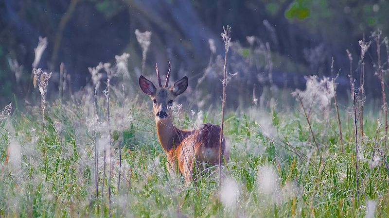 май фото превью