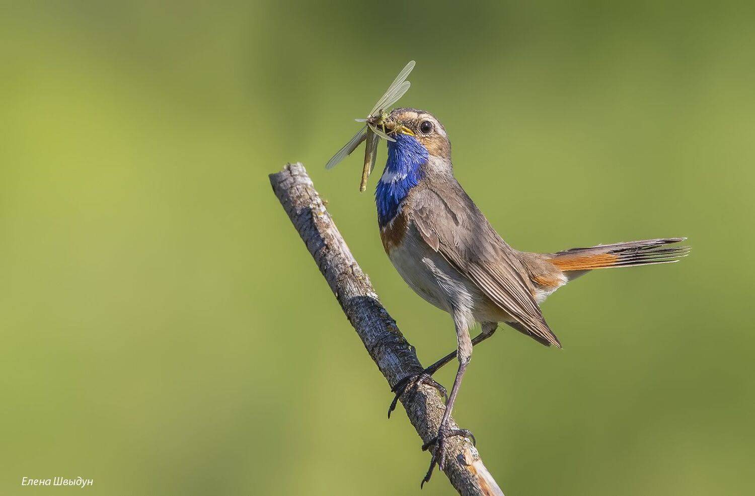 bird of prey, animal, birds, bird,  animal wildlife,  nature,  animals in the wild, blue throat, варакушка, птицы, птица, Елена Швыдун
