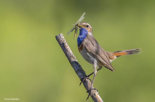 Blue throat