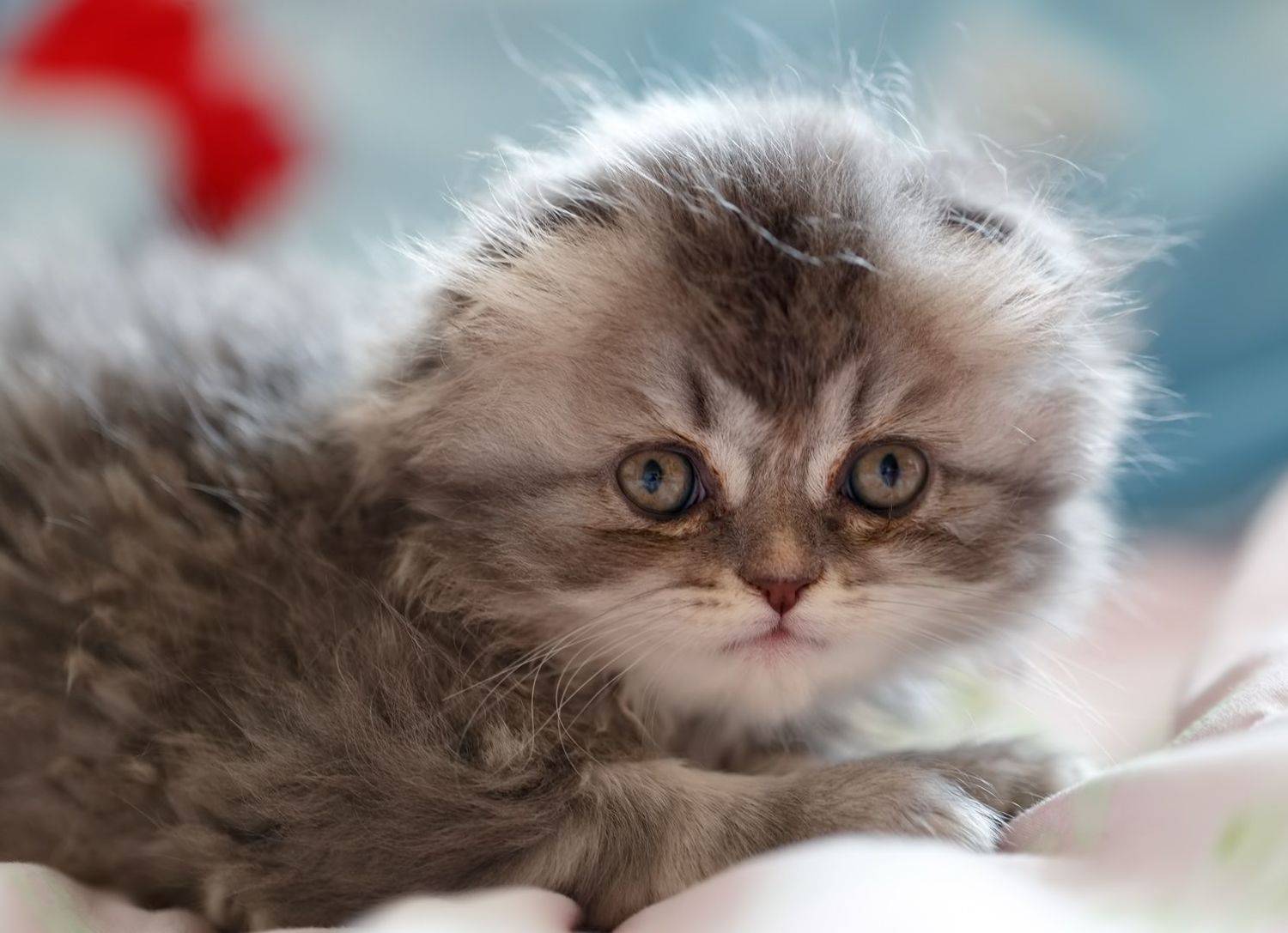 портрет, кошечка, соня, Евгений Паршуков