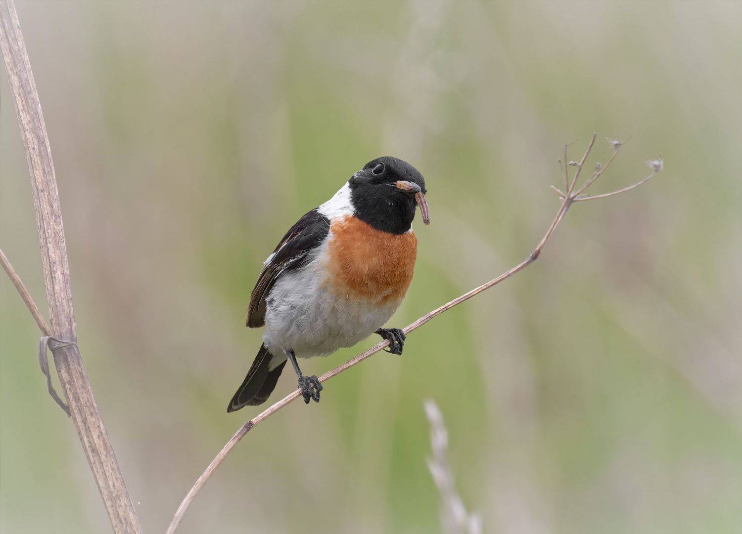 птица, черноголовый чекан,, Марина Мочалова