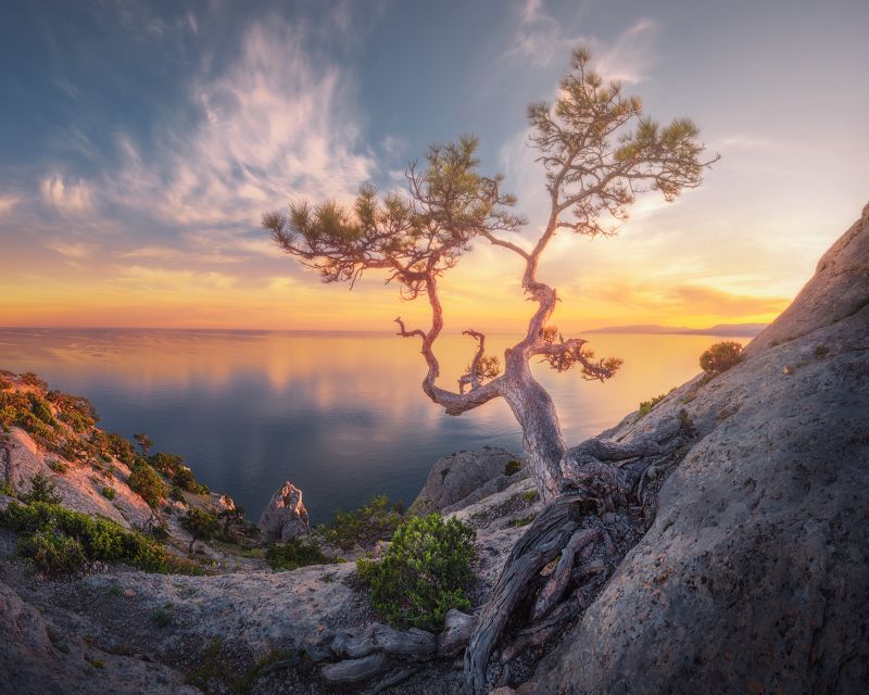 Сосна на пик Космос фото превью