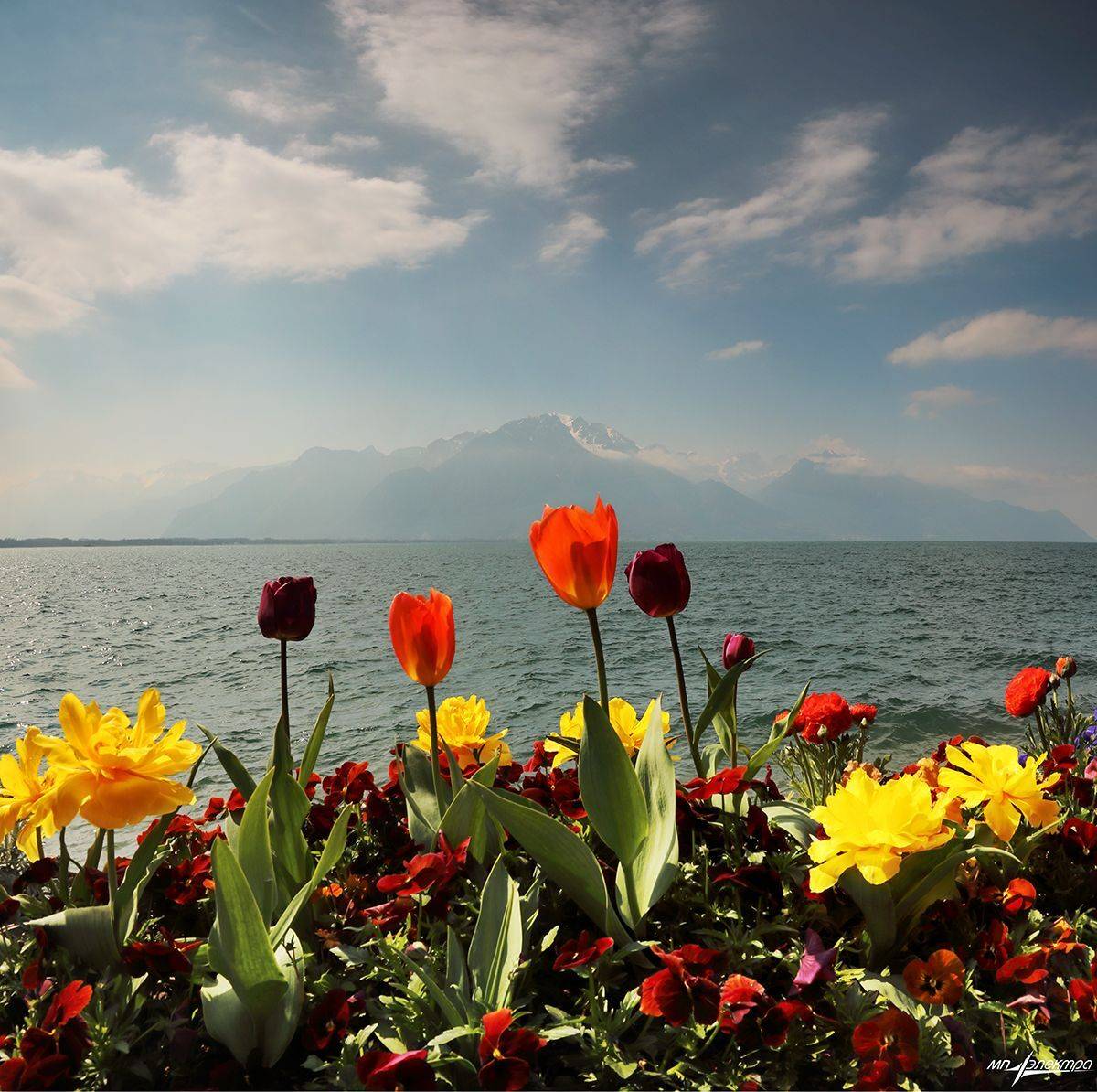 swiss, Матвеев Николай