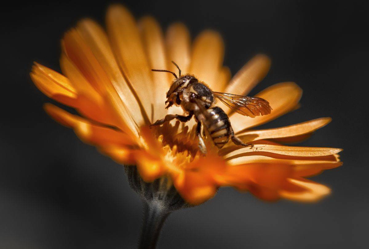 , Неля Рачкова