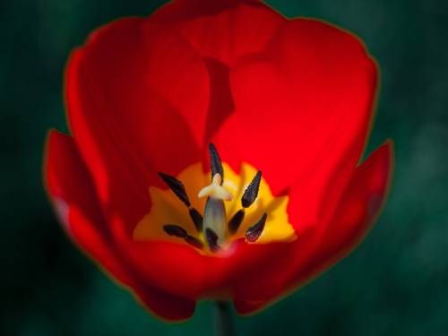 Тюльпаны в ZENITе.