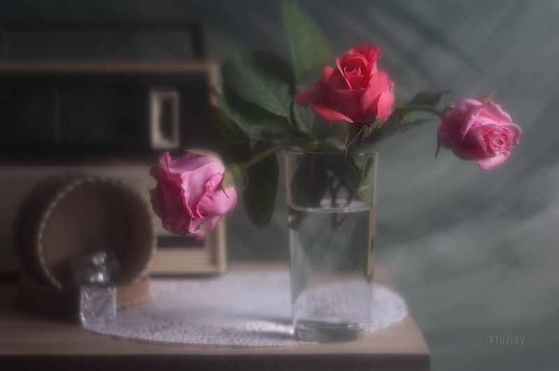 розы, спидола Ах эти розочки! фото превью