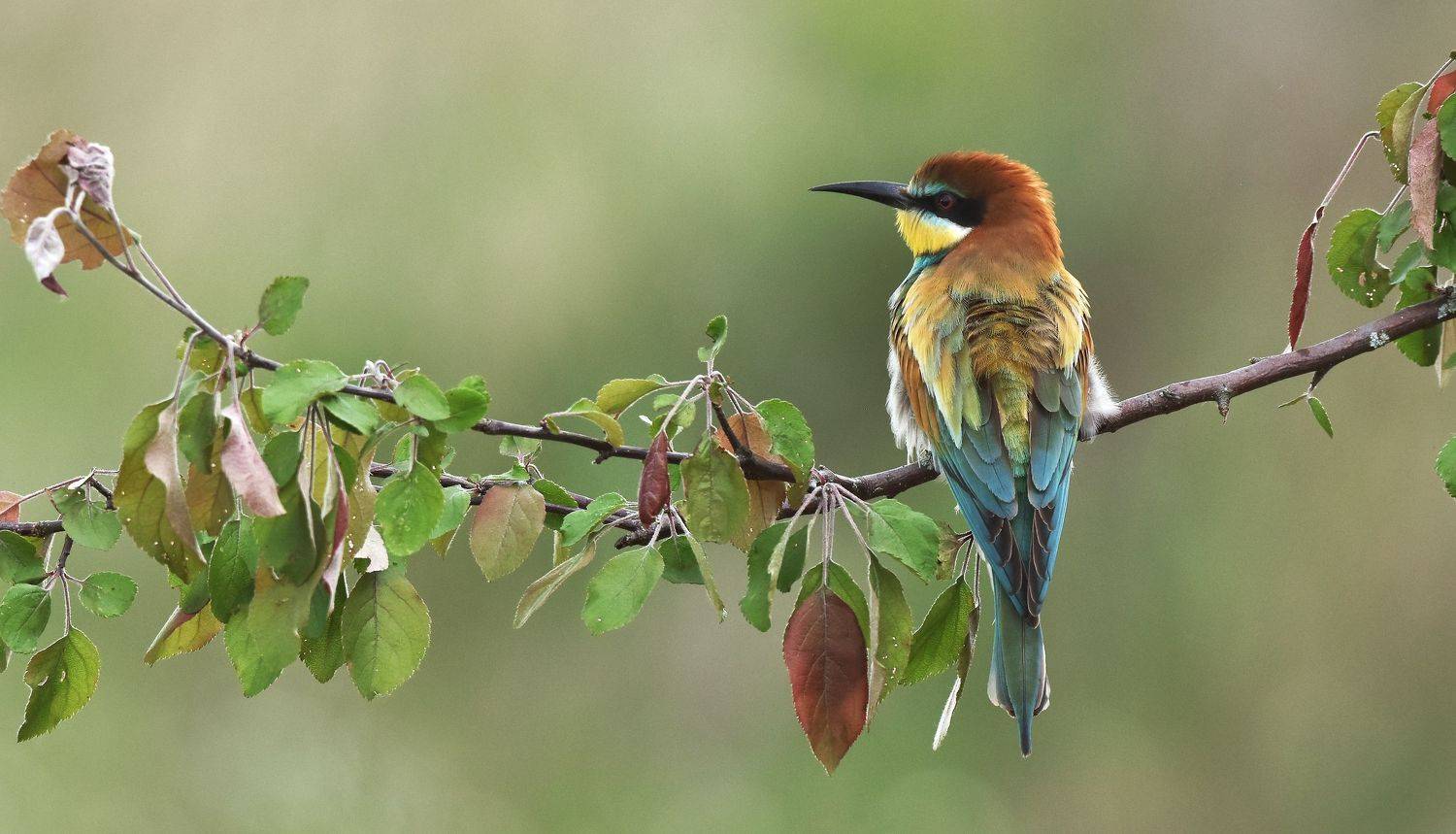 , Макеев Алексей