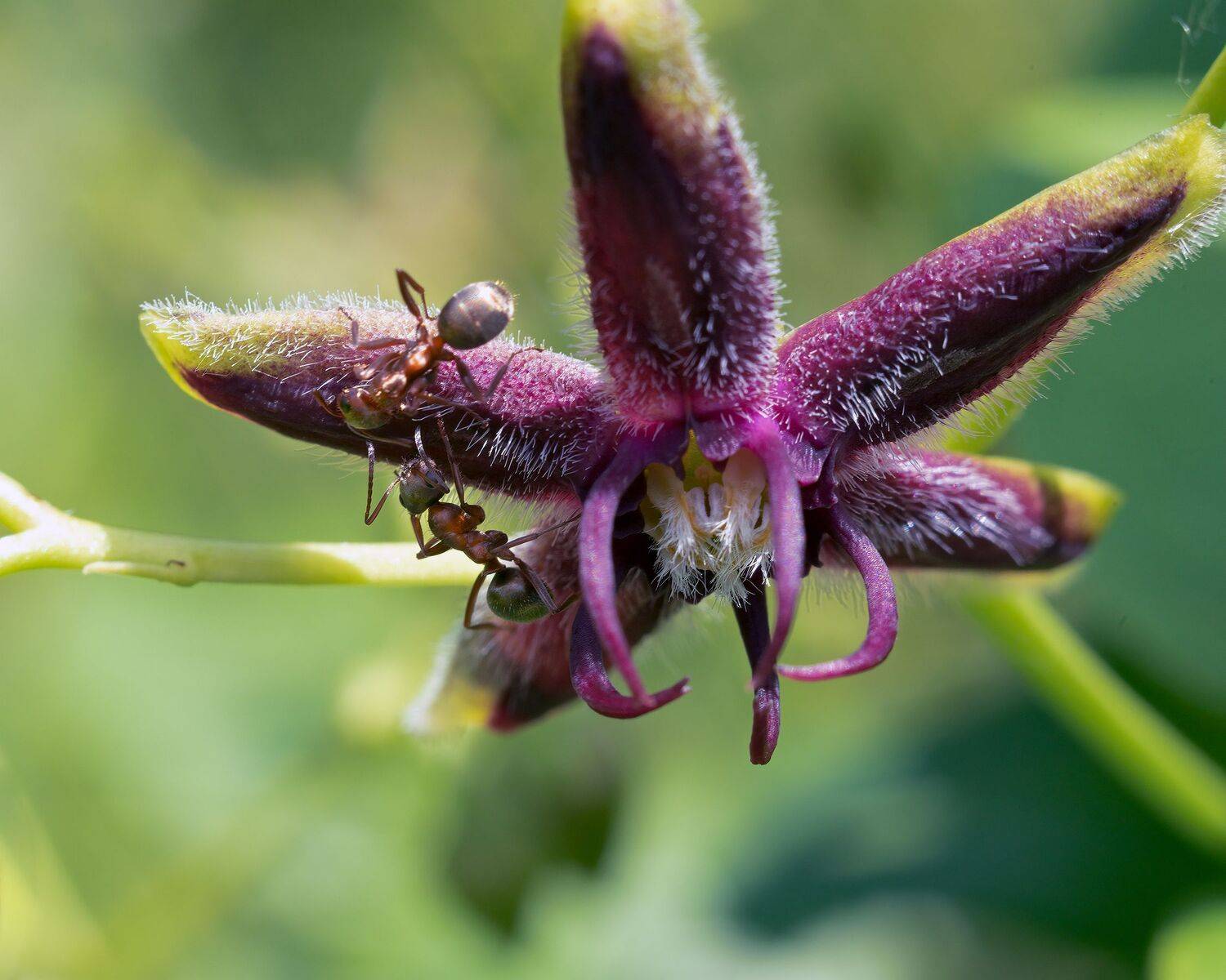 periploca graeca l. (семейство asclepiadaceae), Алексей Рыльский