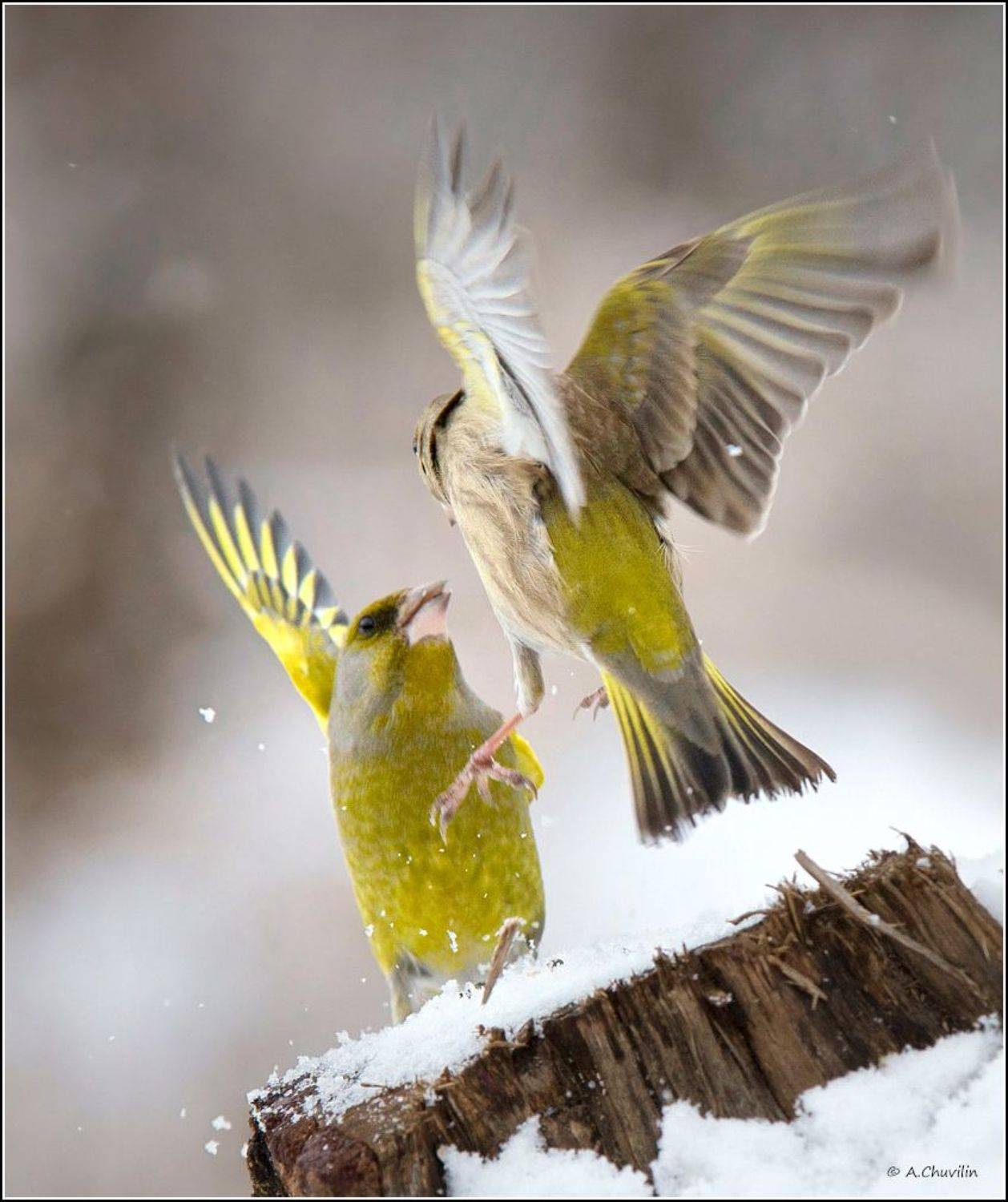 птицы,зеленушки,забияки, Александр Чувилин