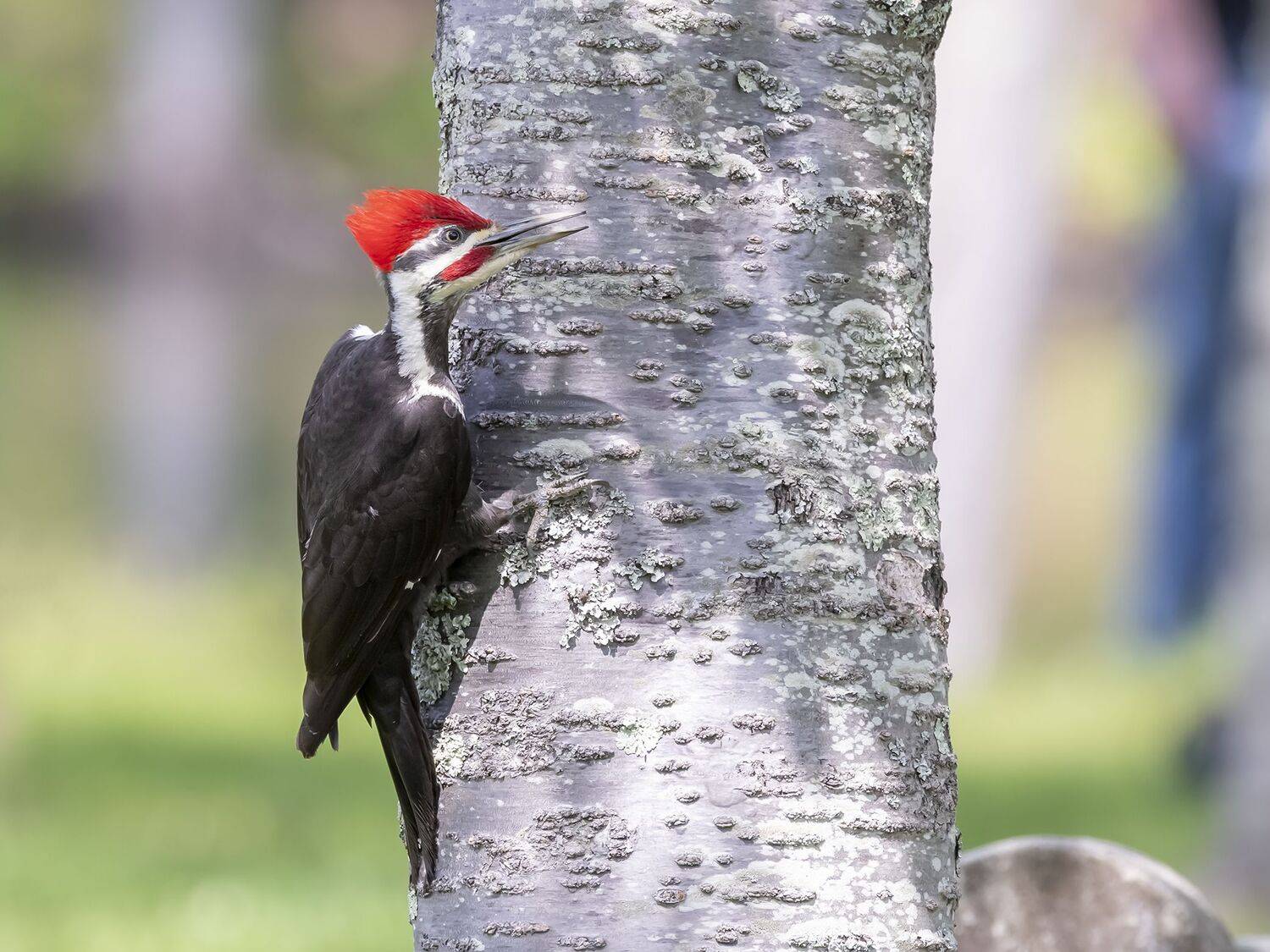 , Fernando Burgalin Sequeira