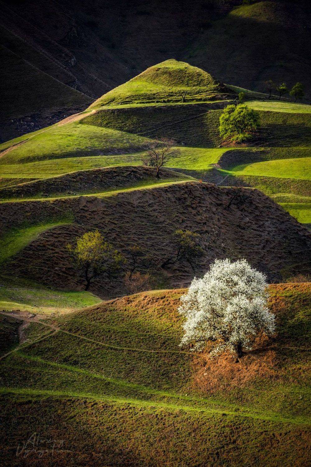 dagestan, outdoor, landscape, white, tree, green, Алексей Вымятнин