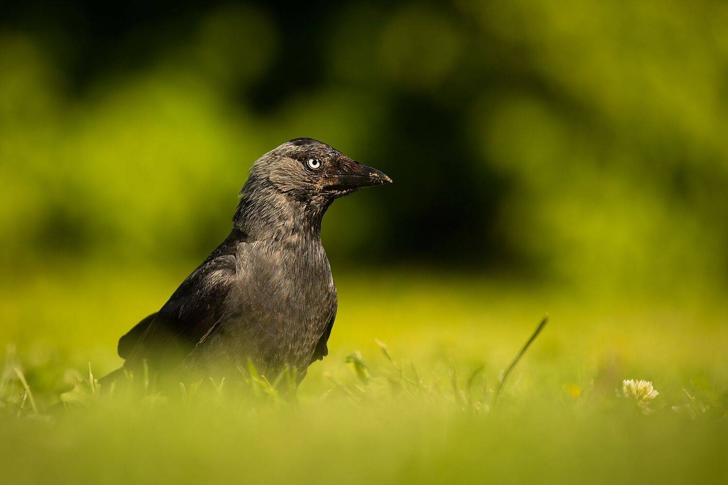 , Robert Adamec