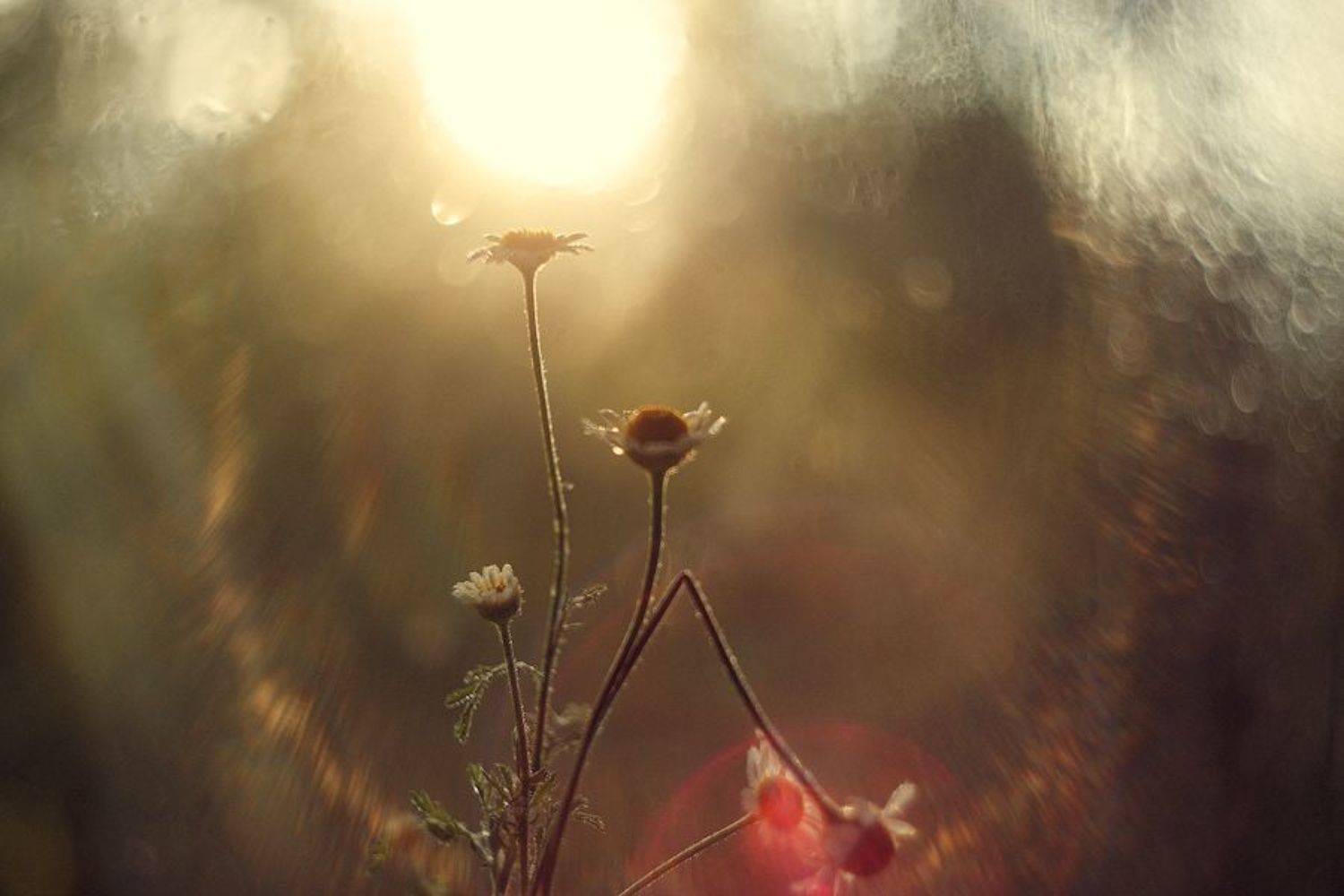 , Марина Бондарь