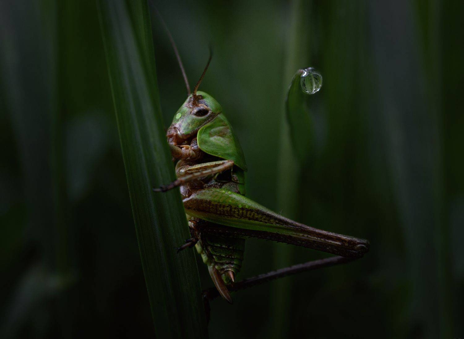 макро, свет, утро, природа, Баранов Олег