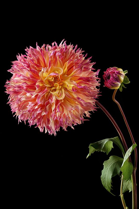 георгин, цветы, цветок, флора, природа, лепестки, цвет, черный фон, розовый Георгин фото превью