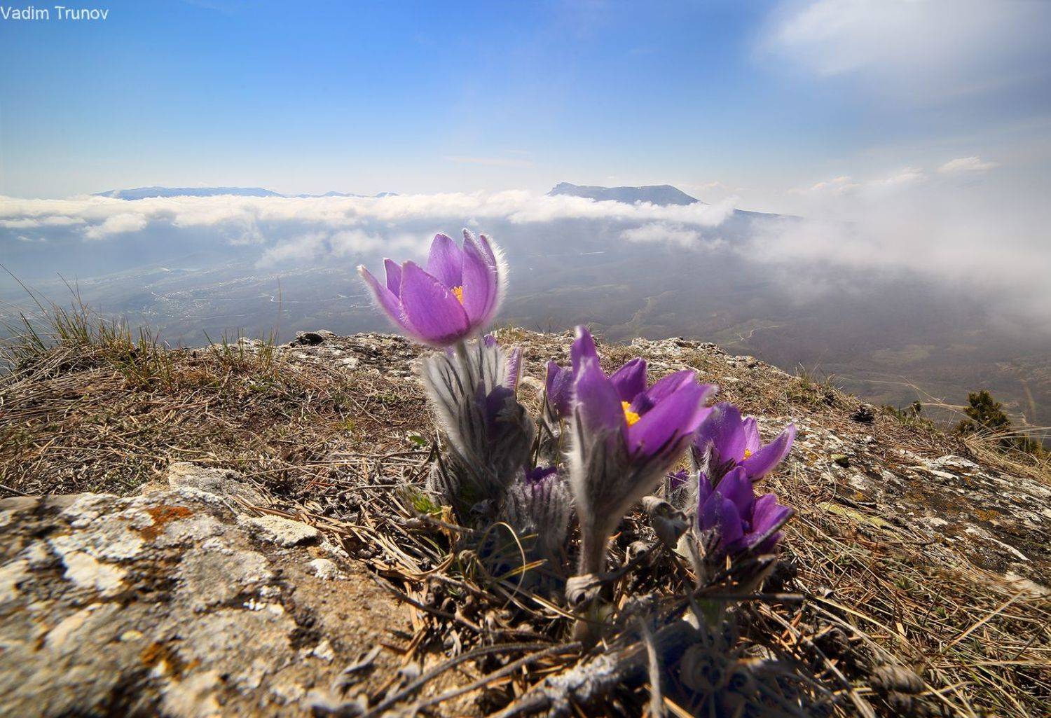 крым, демерджи, сон-трава, Вадим Трунов