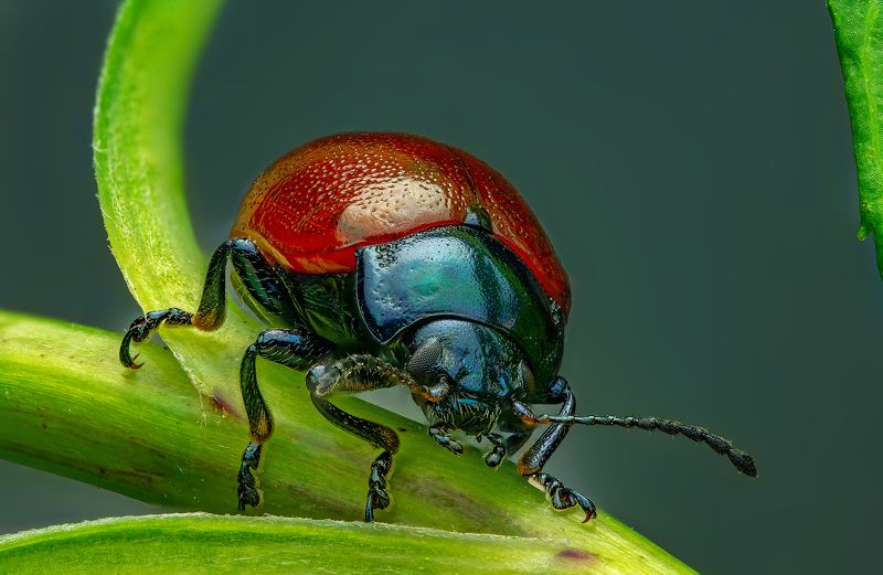 листоед, макро, макрофото, природа, насекомые, лето, сад, огород Листоед на привале фото превью