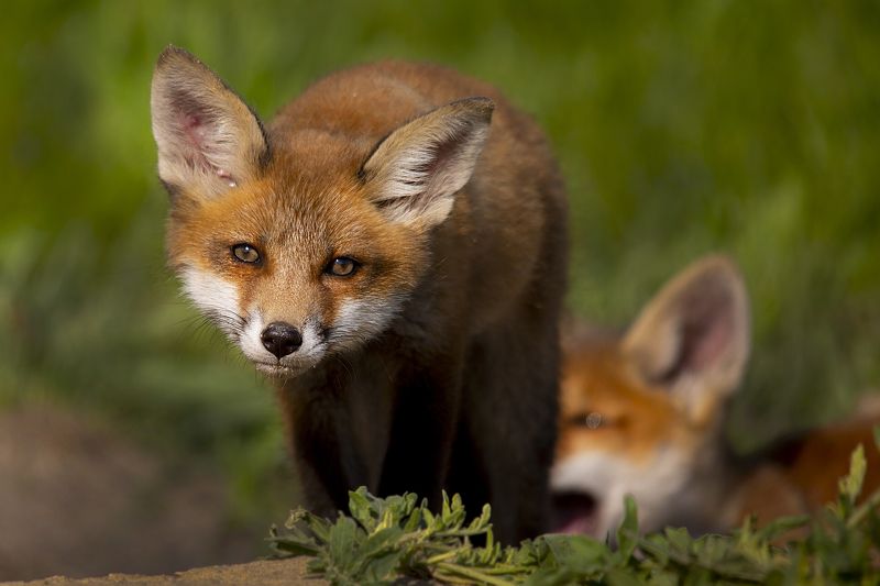 живая природа *** фото превью