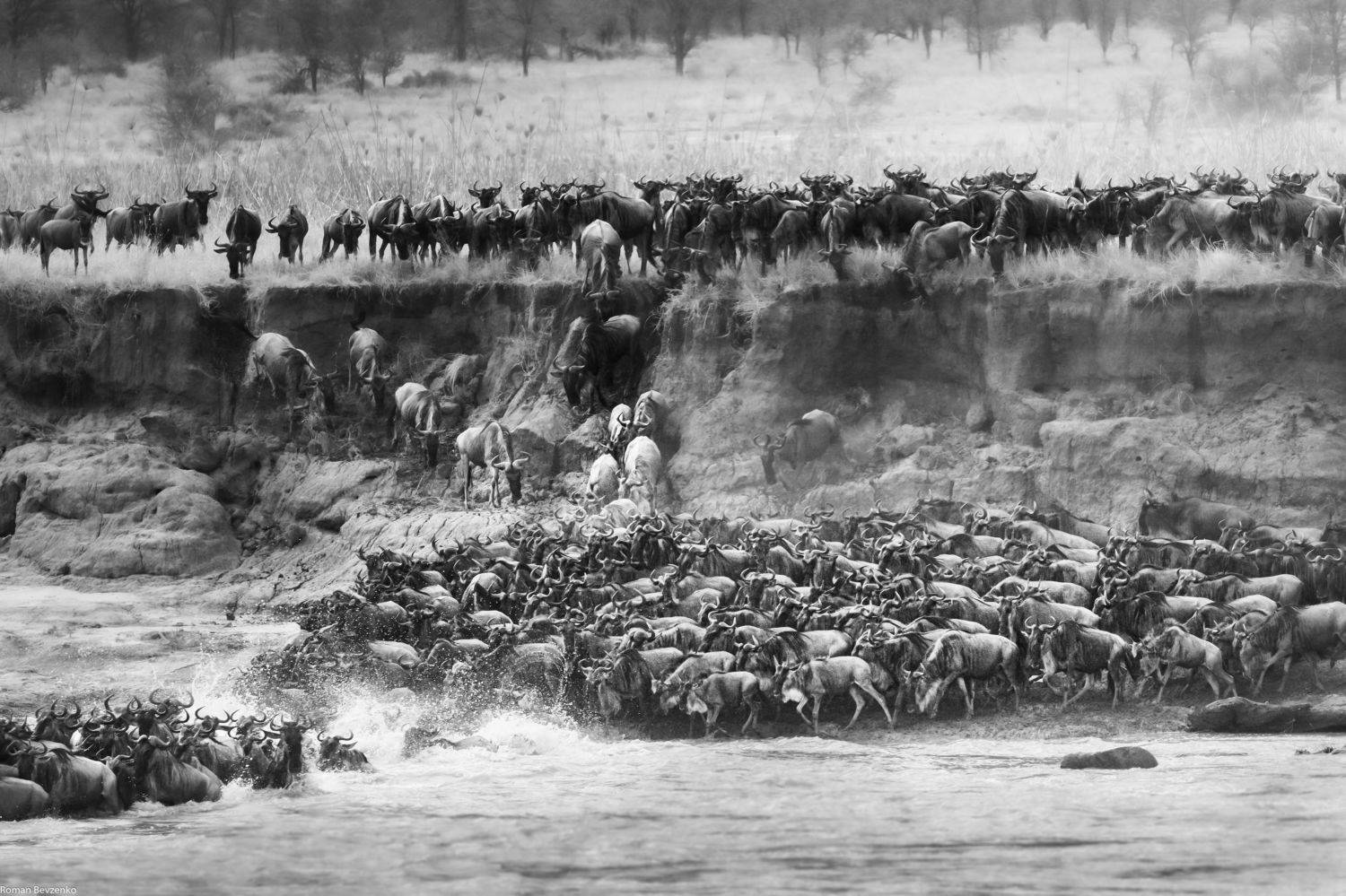 mara, great migration, antelope, safari, tanzania, kenia, africa, serengeti, Roman Bevzenko