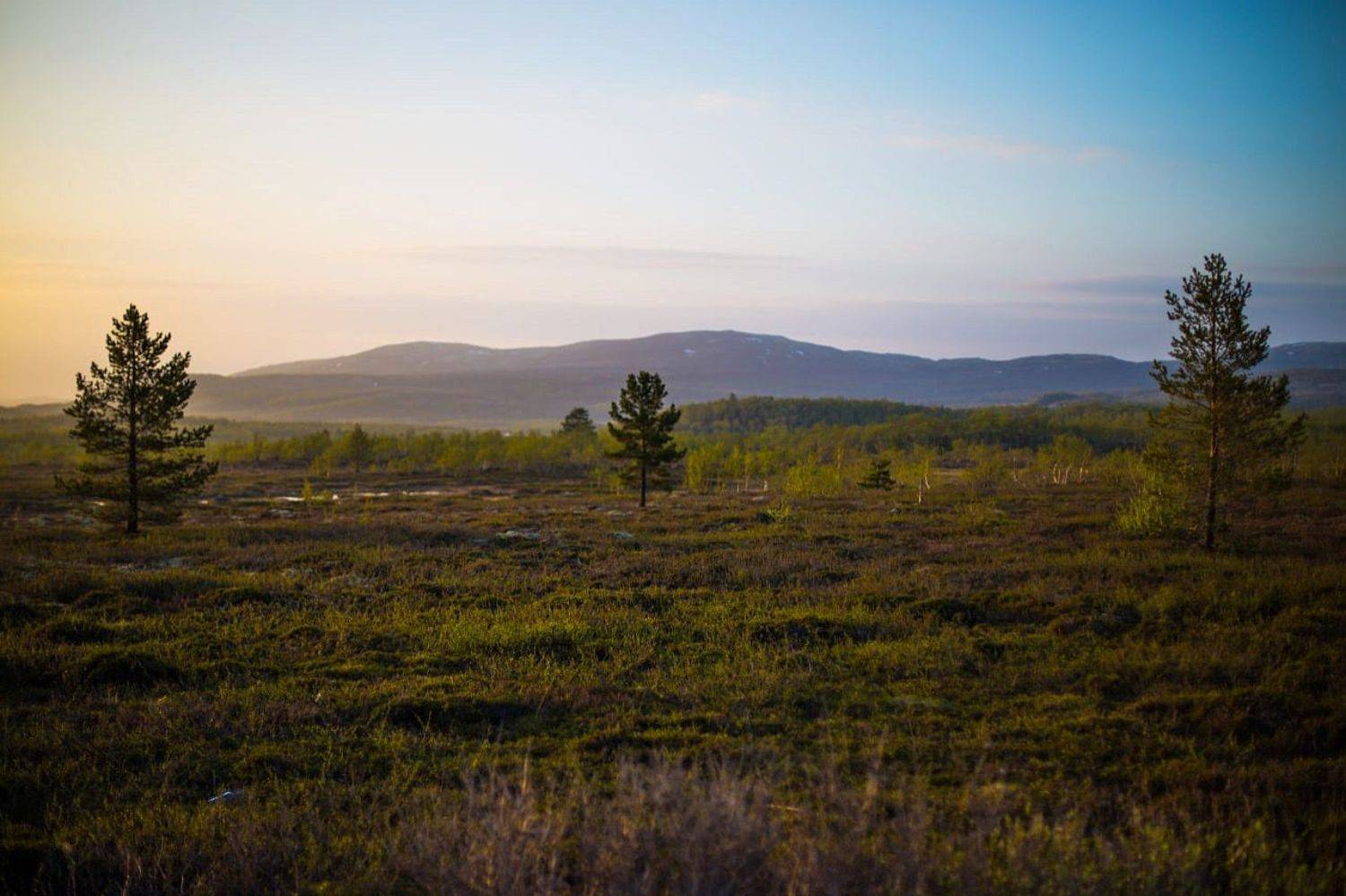 закат, сосны, солнце, лето, белые ночи, туман, Алёна Салтыкова