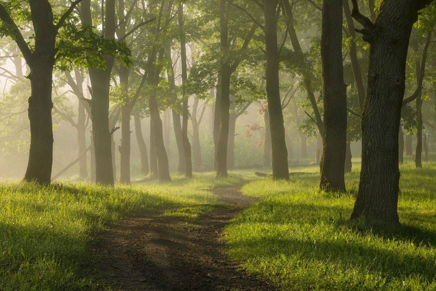 природа утро туман деревья, Михаил Корнилов