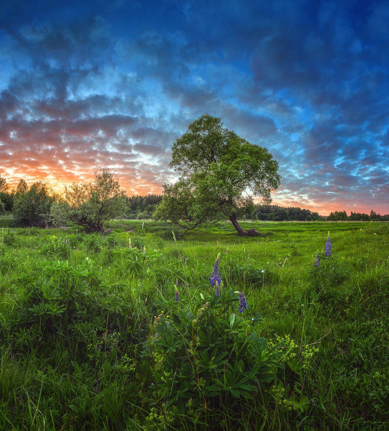 , Николай Андреев