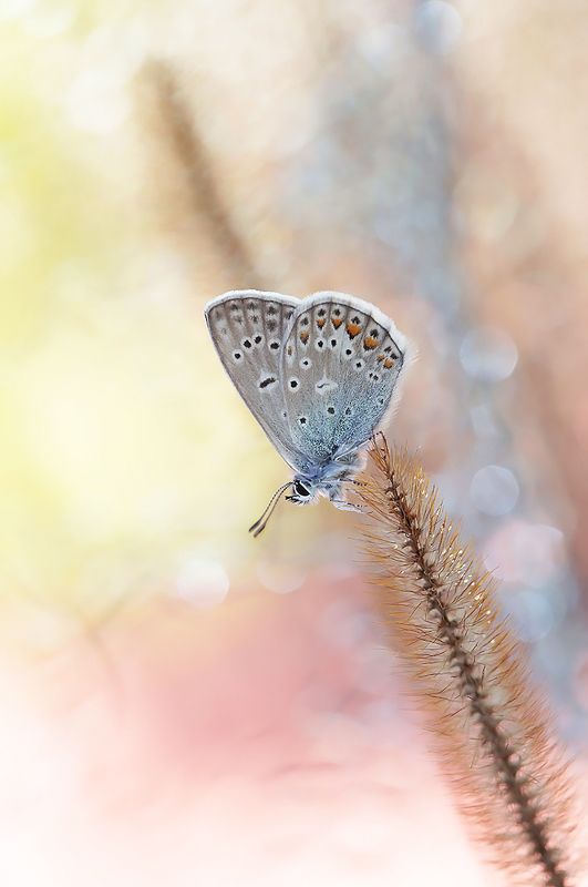 Polyommatus icarus фото превью