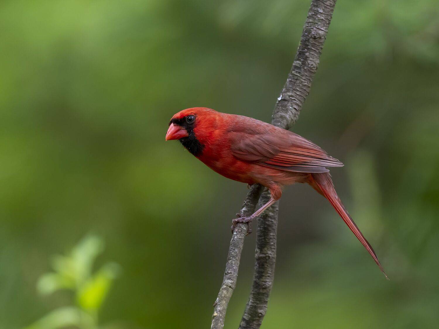 , Fernando Burgalin Sequeira
