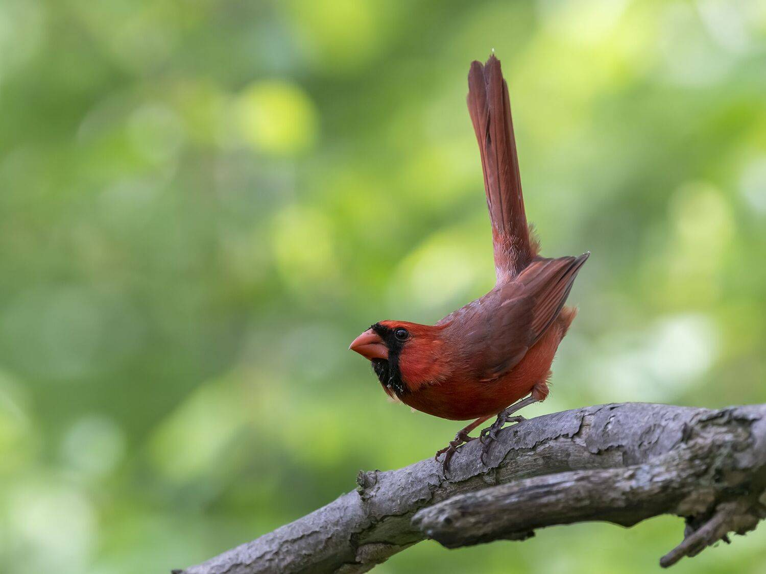 , Fernando Burgalin Sequeira