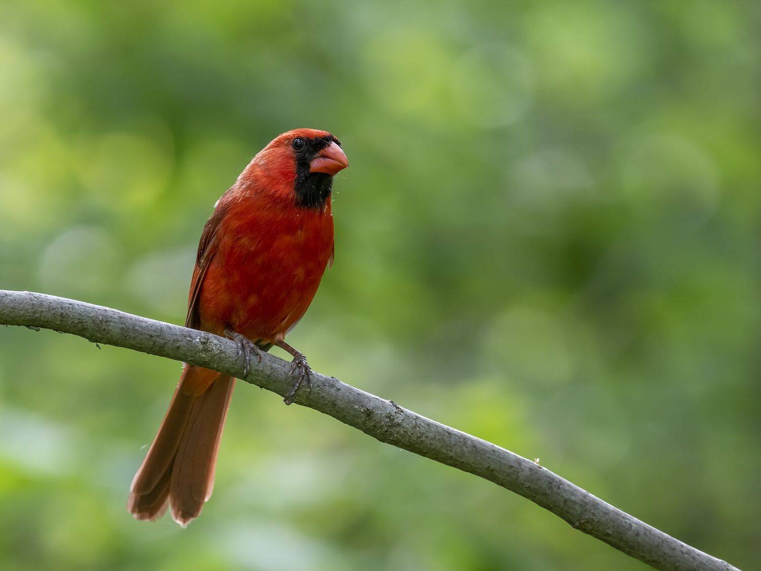 , Fernando Burgalin Sequeira
