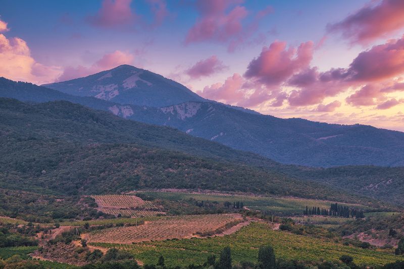 Крым, Алушта Крымские виноградники фото превью
