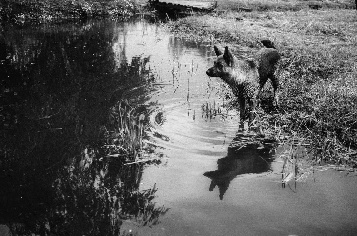 The Dog of Tarkovsky. Автор: Виталий Шевченко , Виталий Шевченко