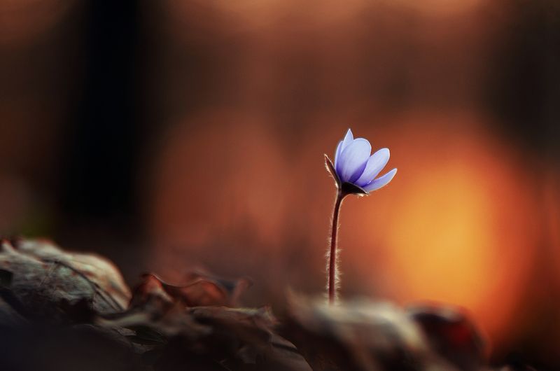 \'You Are My Sun, You Are My Heart...\' фото превью