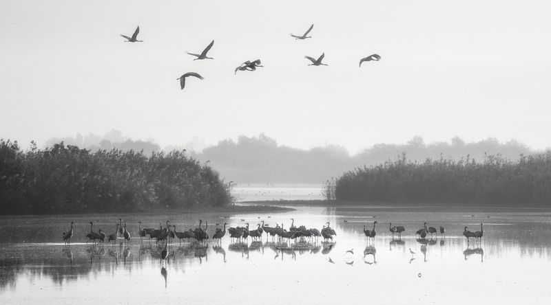 Crane Morning фото превью