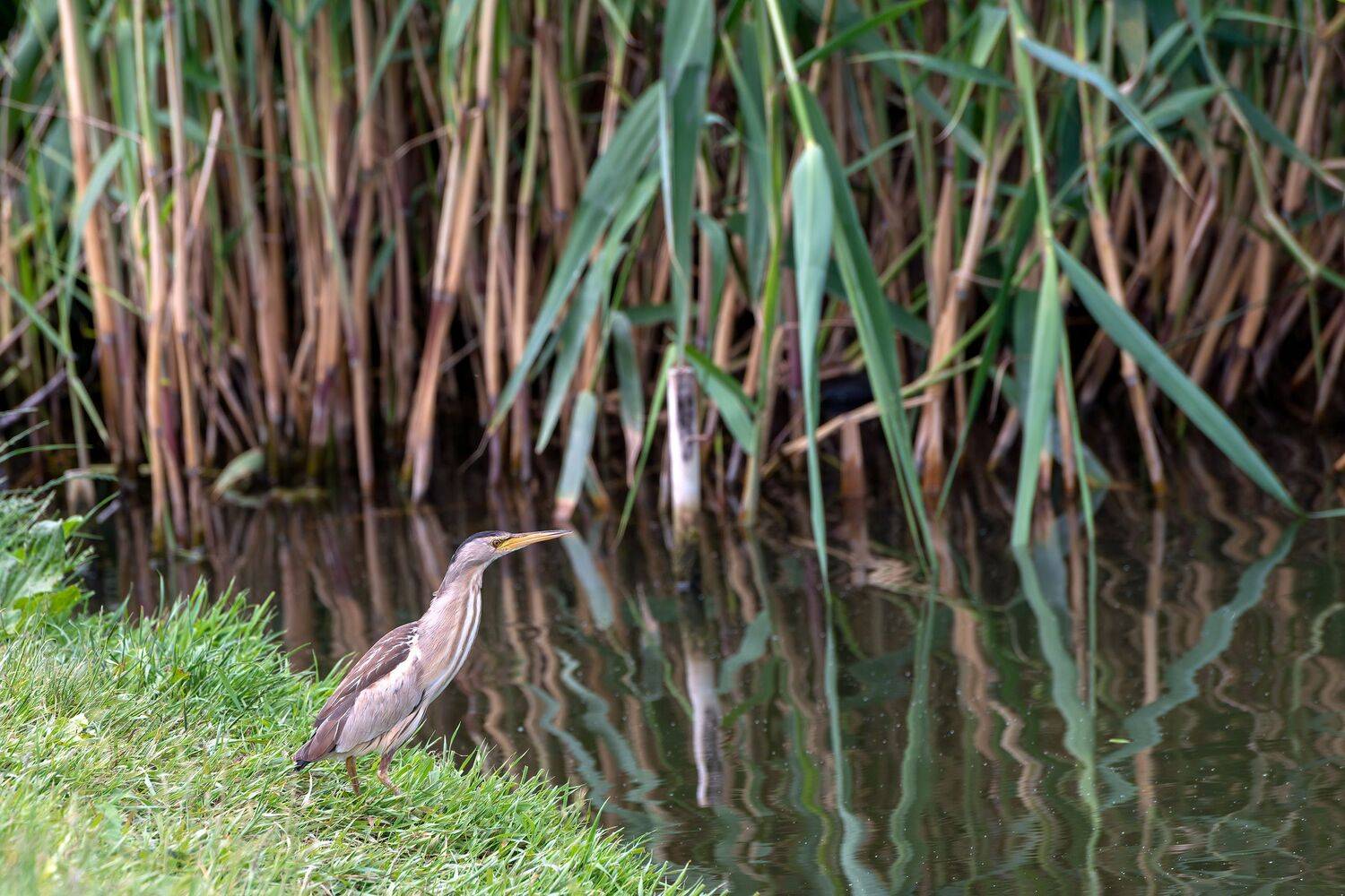 малая выпь или волчок, Алексей Рыльский