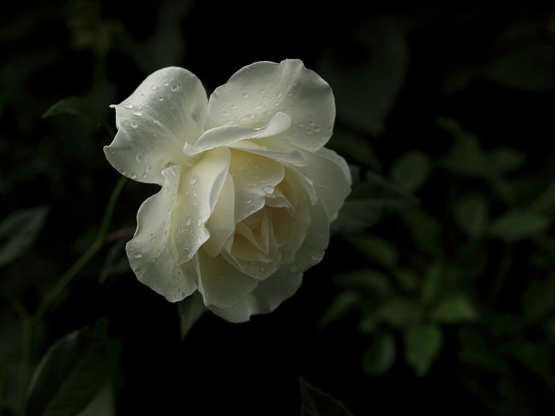 После дождя фото превью