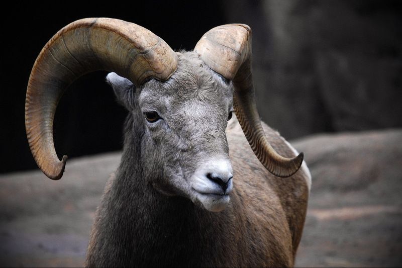 Баран фото превью