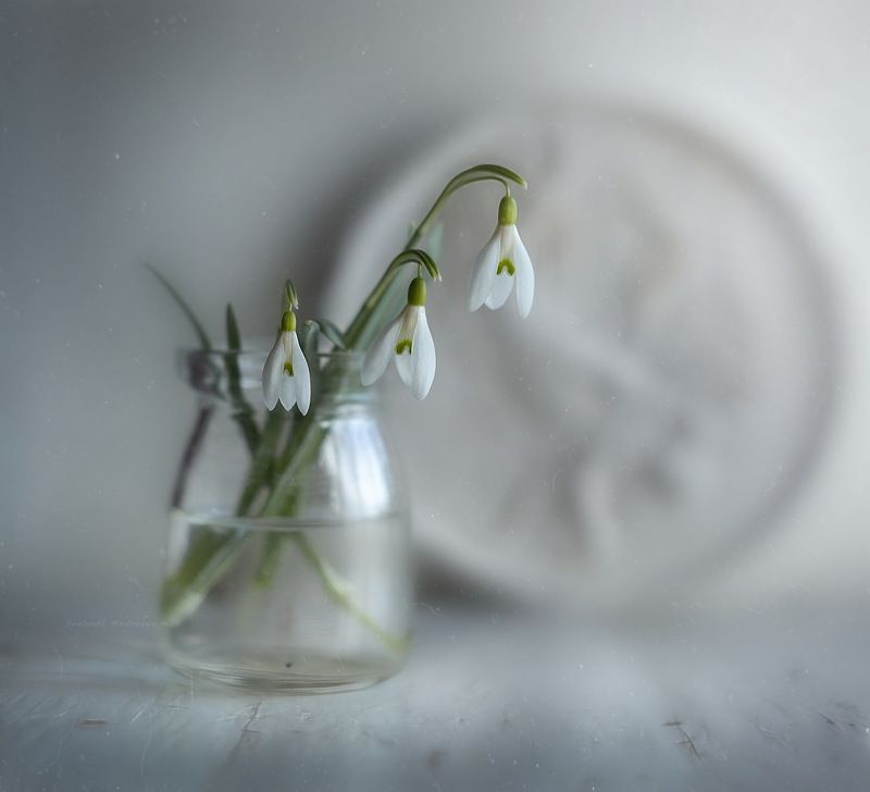 под подснежник* фото превью