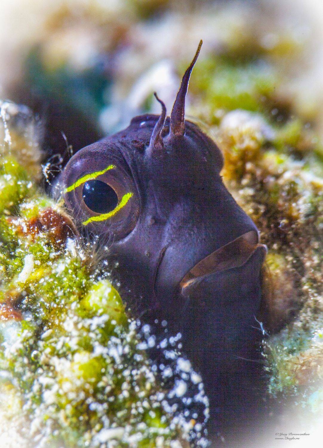 подводное фото подводный мир хургада египет жогло zhoglo красное море, Юрий Перевозников