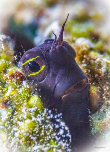 Вот я какой