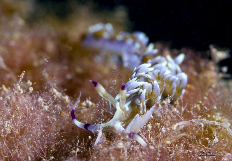 подводное фото подводный мир хургада египет жогло zhoglo красное море Синий дракон фото превью