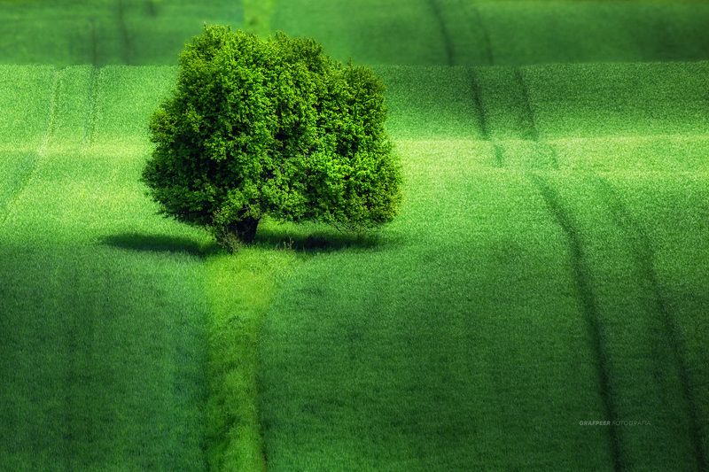 fields, tree, lonely, landscape, shadow, rpowroznik, green green world... фото превью