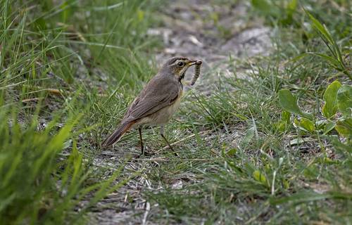 Варакушки на охоте.. (самка, самец)