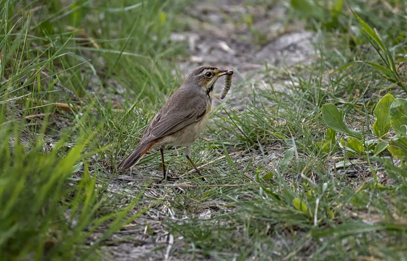 птица, варакушка, охота Варакушки на охоте.. (самка, самец) фото превью