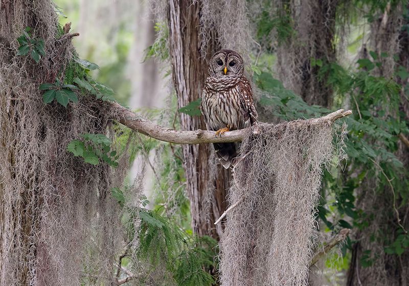 пёстрая неясыть, cова, owl, florida,флорида, хищные птицы, barred owl Barred Owl - Пёстрая неясыть фото превью