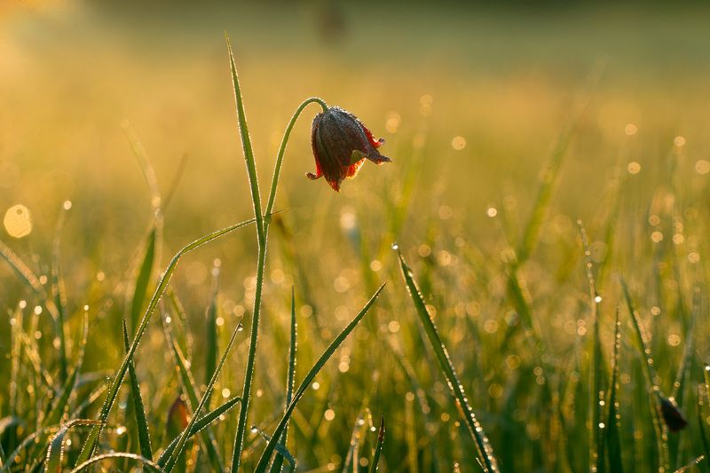 рябчик шахматовидный, первоцветы, цветы, flowers, primulas, fritillaria meleagroides Рябчик шахматовидный фото превью