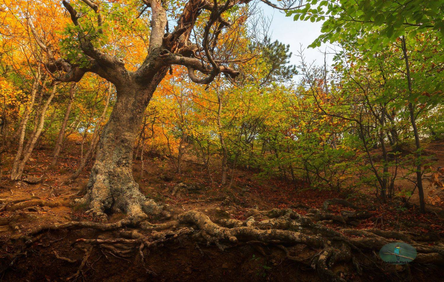 #35photo, Alexander Plekhanov