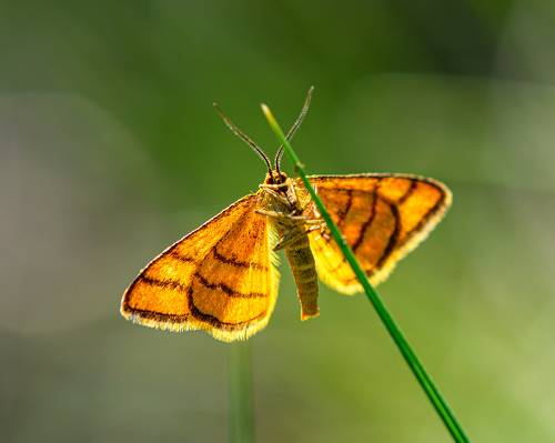 Lythria purpuraria, the purple-barred yellow