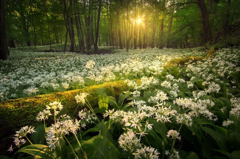 Star фото превью