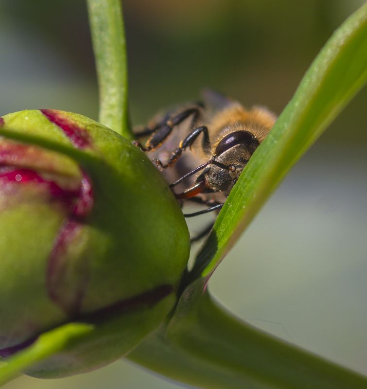 макро, природа, насекомые, пчелы, лето Спряталась фото превью